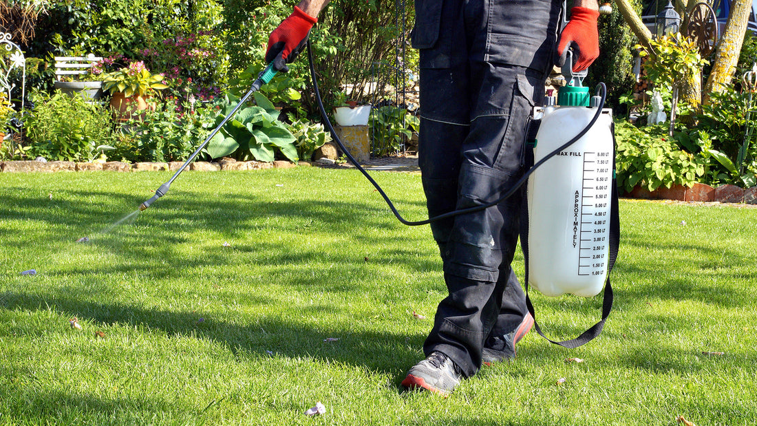 Applying organic seaweed fertiliser