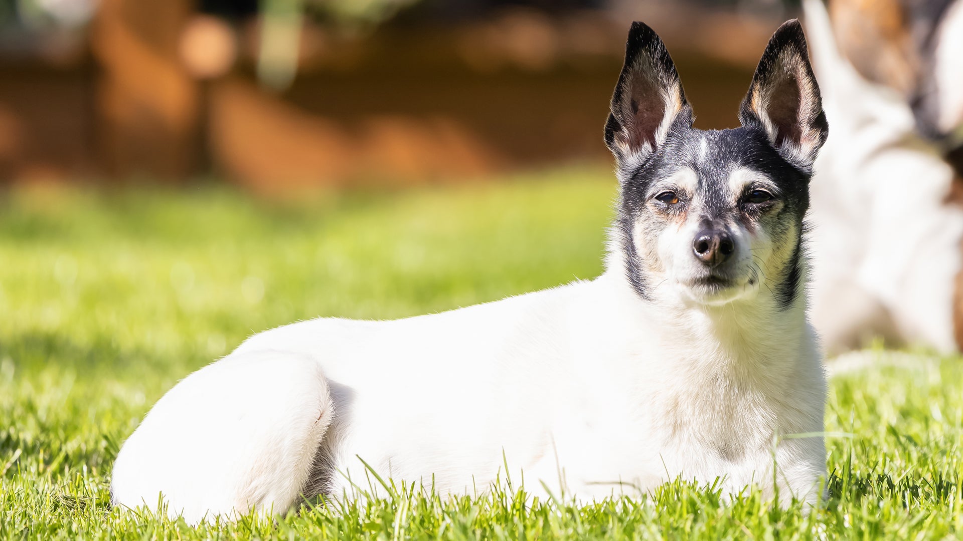 A healthy organic lawn glowing in the sunlight
